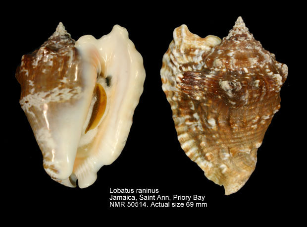 Lobatus raninus (4).jpg - Lobatus raninus (Gmelin,1791)